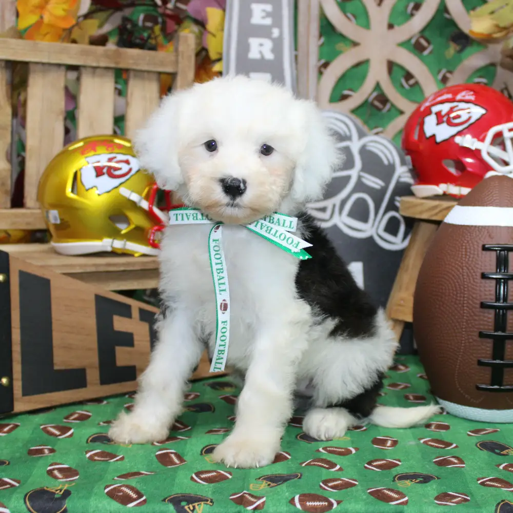 Smart, Social, and Easy to Train — The Ideal Canine Student – Tibetan Doodle Puppies