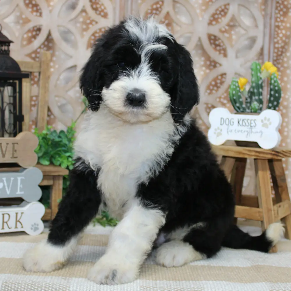 Are Puppies Good for Families With Kids? 