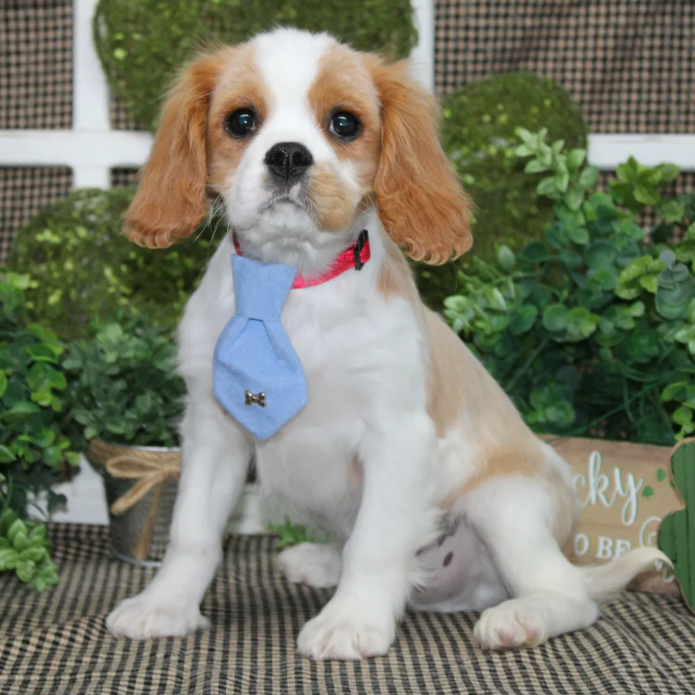Sawyer02232602.webp