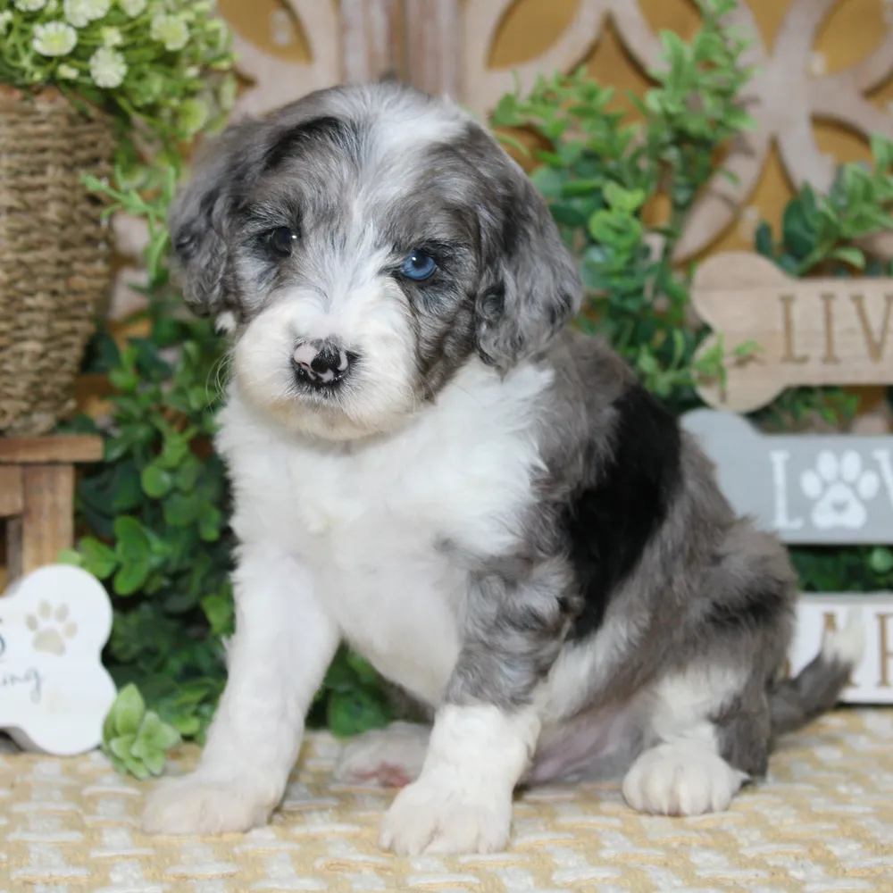The Tibetan Doodle: Everything You Need to Know About This Lovable, Low-Shedding Companion