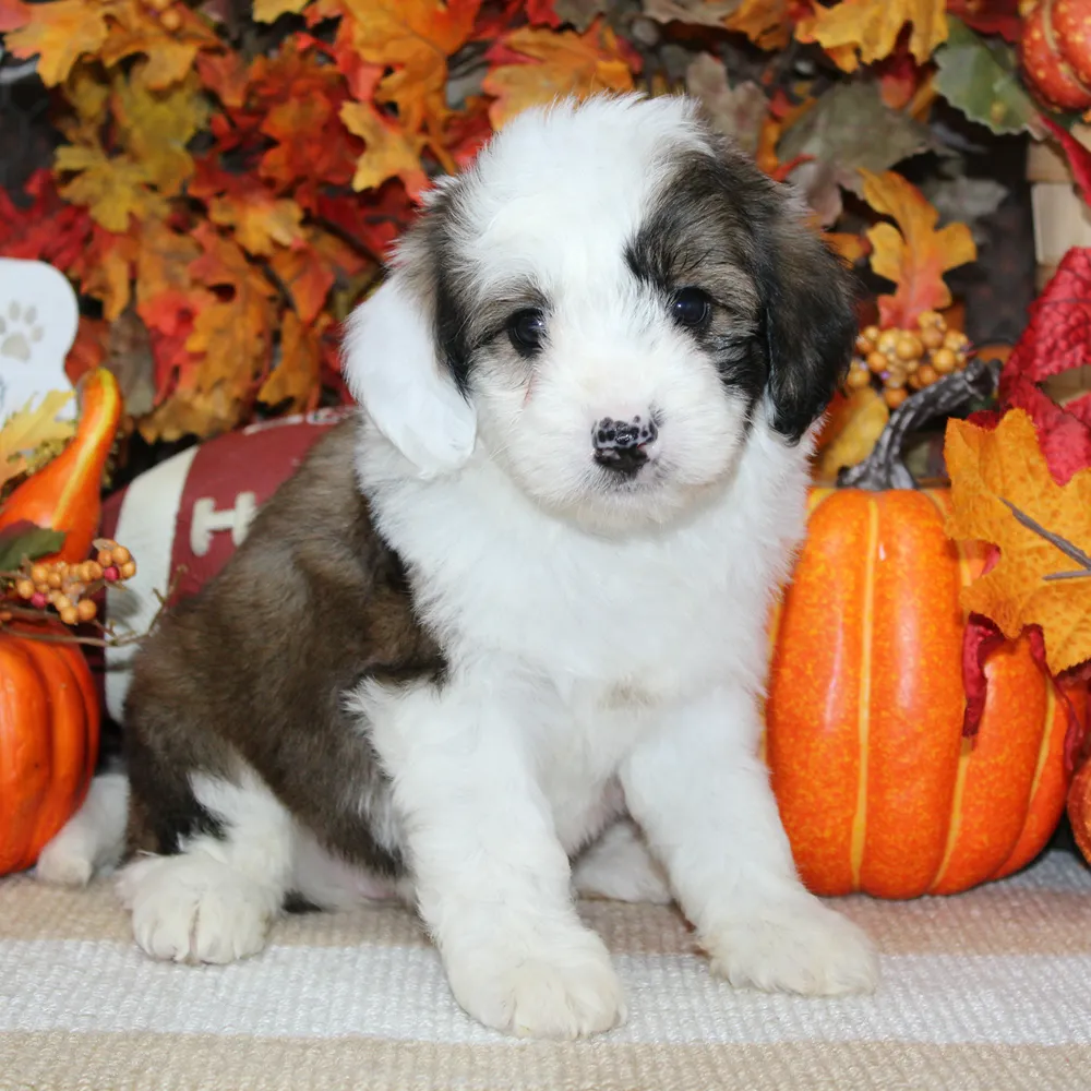 Mia0819202601